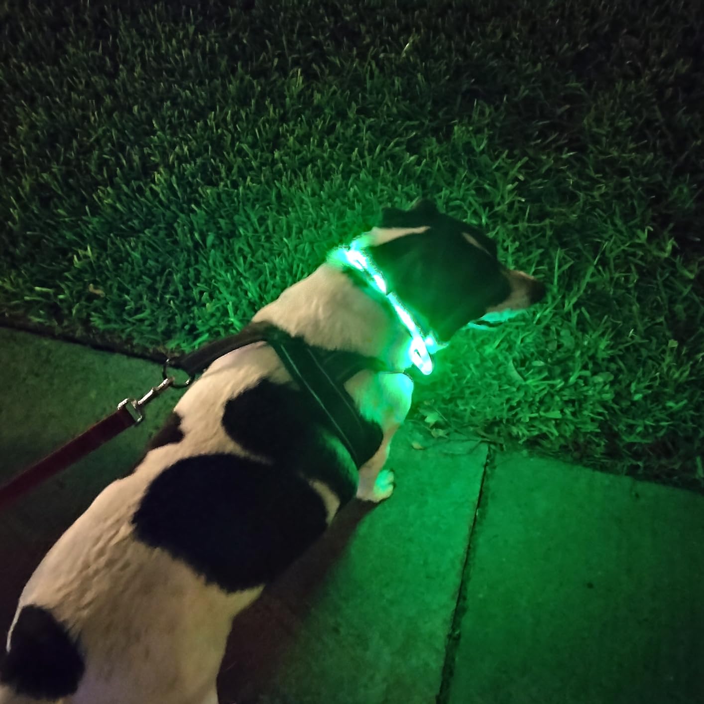 Silikonowa obroża LED dla psa, – Dog Muzzle Silicone recenzja i cena